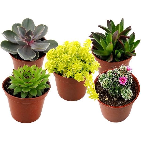 菁英農民果菜生產合作社~小品盆栽-多肉植物/仙人掌 (1盆入) 款式可選 菁英農民果菜生產合作社~小品盆栽-多肉植物/仙人掌 (1盆入) 款式可選