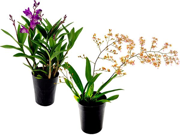 菁英農民果菜生產合作社~小品盆栽-文心蘭/石斛蘭 (1盆入) 款式可選 ※限宅配/無貨到付款 菁英農民果菜生產合作社~小品盆栽-文心蘭/石斛蘭 (1盆入) 款式可選 ※限宅配/無貨到付款