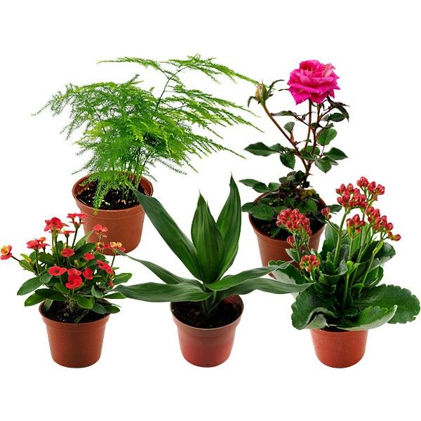 菁英農民果菜生產合作社~小品盆栽-蓮花竹/文竹/玫瑰/麒麟花/長壽花 (1盆入) 款式可選 ※限宅配/無貨到付款 菁英農民果菜生產合作社~小品盆栽-蓮花竹/文竹/玫瑰/麒麟花/長壽花 (1盆入) 款式可選 ※限宅配/無貨到付款