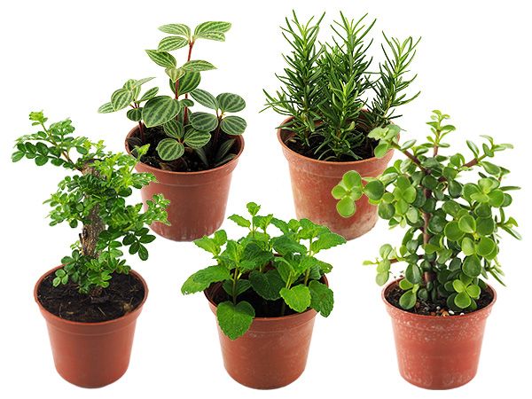 菁英農民果菜生產合作社~小品盆栽-胡椒樹/迷迭香/薄荷/五彩千年木/銀杏/多葉蘭(1盆入) 款式可選 ※限宅配/無貨到付款 菁英農民果菜生產合作社~小品盆栽-胡椒樹/迷迭香/薄荷/五彩千年木/銀杏/多葉蘭(1盆入) 款式可選 ※限宅配/無貨到付款