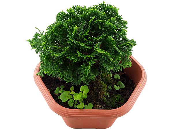 菁英農民果菜生產合作社~小品盆栽-青檜(1盆入) ※限宅配/無貨到付款 菁英農民果菜生產合作社~小品盆栽-青檜(1盆入) ※限宅配/無貨到付款