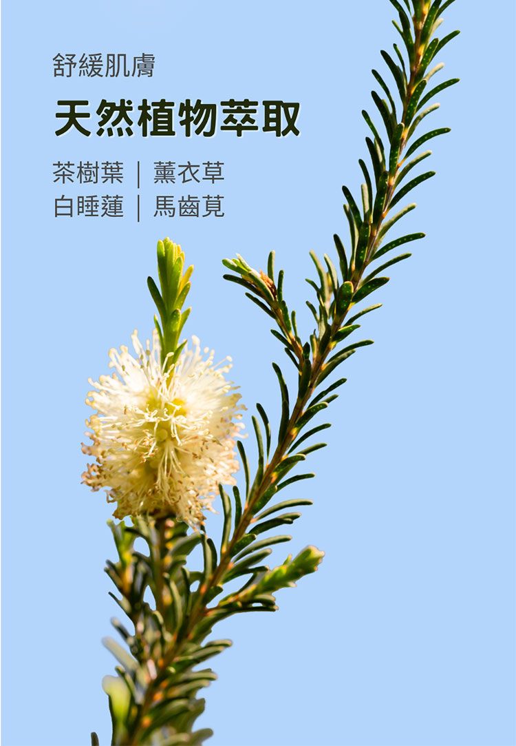 身體乳 身體保養 韓國 身體保養 白麝香 韓國