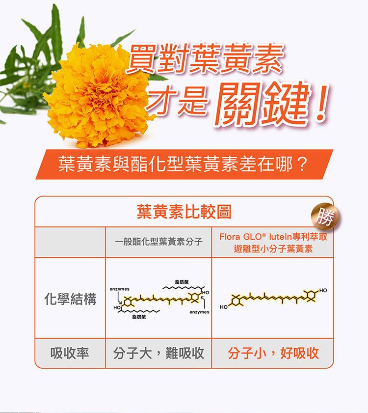 保健食品 天使娜拉 angel lala 保健食品 金盞花 葉黃素