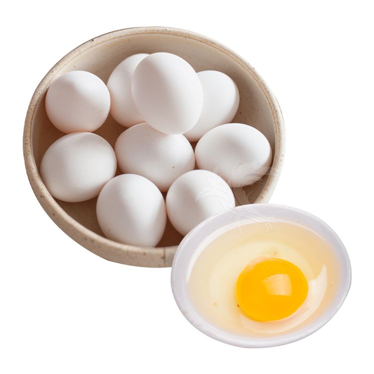無抗生素 雞蛋 益生菌 雞蛋 機能蛋 無抗生素