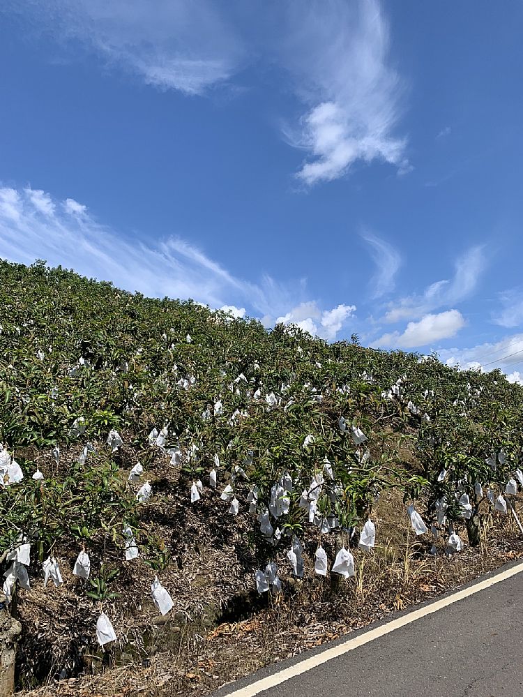台南玉井 愛文芒果