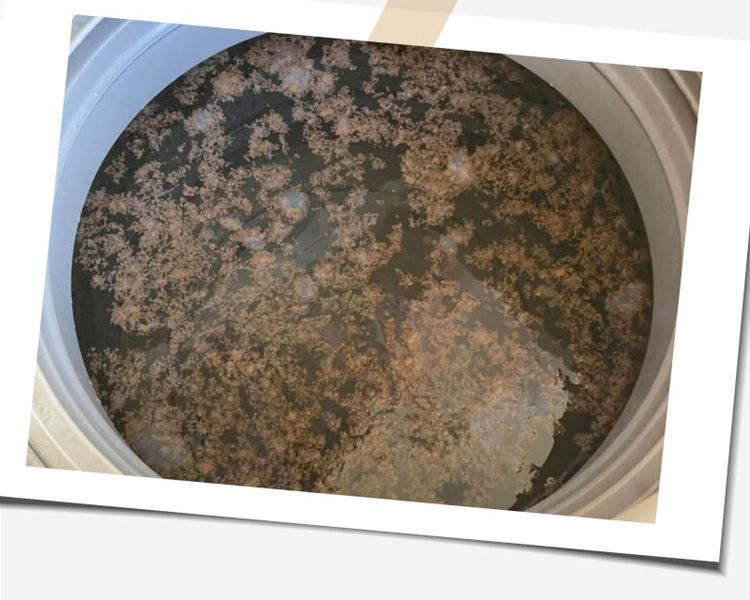 洗衣槽 清潔劑 檸檬 清潔 除黴 清潔劑