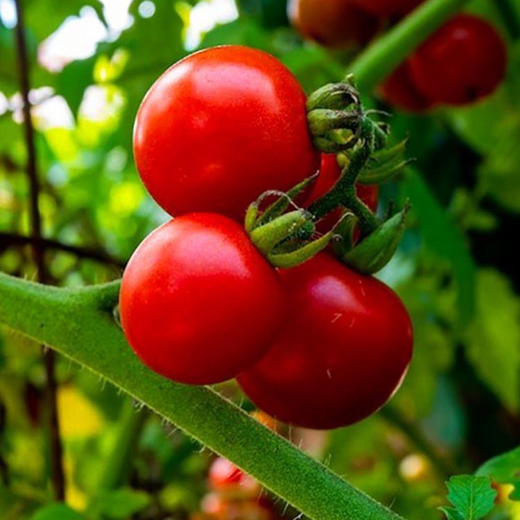 波蜜 蕃茄汁 波蜜 紅牌 波蜜 蕃茄