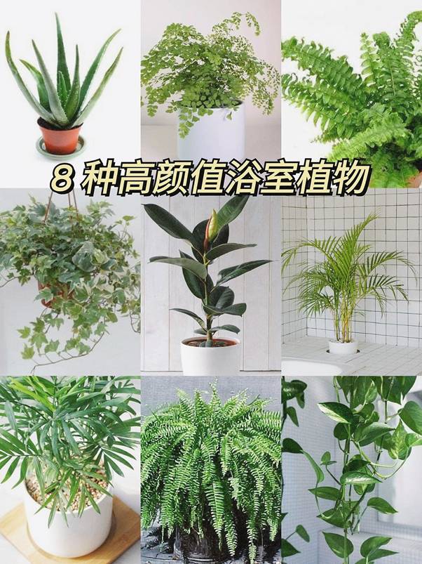 浴室植物怎麼挑 8種耐陰好養盆栽妝點你的家 Look Pretty 美日誌