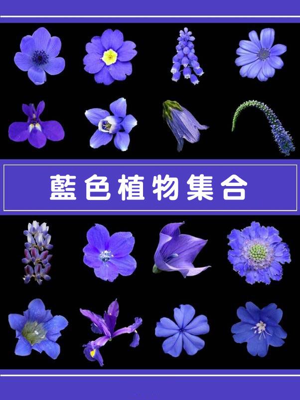 絕美藍色植物圖鑑 愛花人必挑戰的園藝花卉盤點 Look Pretty 美日誌