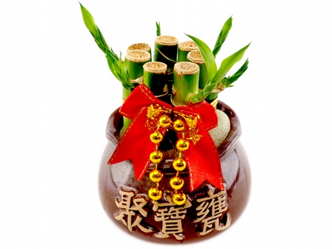 菁英農民果菜生產合作社~小品盆栽-開運竹(1盆入)  ※限宅配／無貨到付款