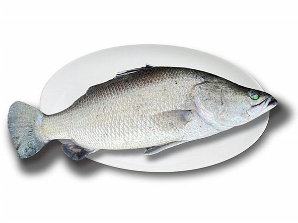 金目鱸魚 肉董仔